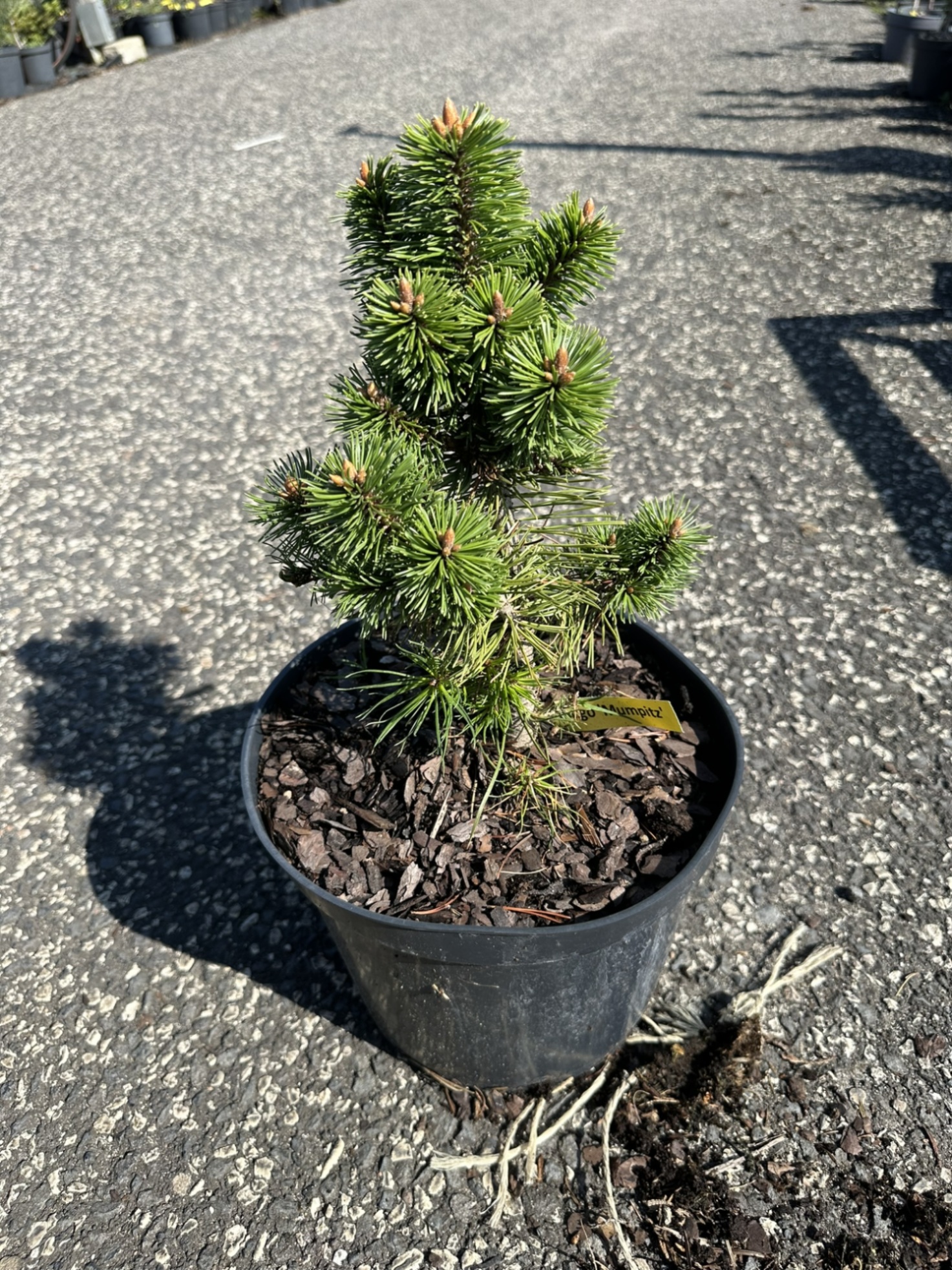 Сосна горная Мампитц